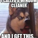 Husky | I CALLED A WINDOW CLEANER; AND I GET THIS... | image tagged in husky | made w/ Imgflip meme maker