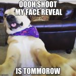 Funny dog meme | OOOH SHOOT MY FACE REVEAL; IS TOMMOROW | image tagged in funny dog meme | made w/ Imgflip meme maker
