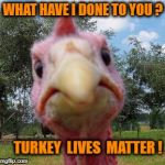 Turkey | WHAT HAVE I DONE TO YOU ? TURKEY  LIVES  MATTER ! | image tagged in turkey | made w/ Imgflip meme maker