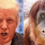 Trump orangutan meme