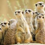 Meercats meme