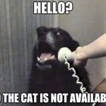 hello this is dog | HELLO? NO THE CAT IS NOT AVAILABLE | image tagged in hello this is dog | made w/ Imgflip meme maker