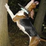 Treeing coonhound meme