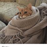 Cozy Cat meme