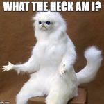 What the Heck Cat | WHAT THE HECK AM I? | image tagged in what the heck cat | made w/ Imgflip meme maker