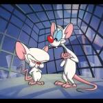 pinky and the brain