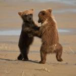 dancing bears