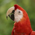 PAROT meme