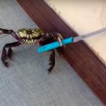 Stabby the Crabby meme