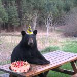 Birthday Bear