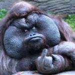 Orangutan giving the finger