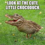Quack aroooaa | LOOK AT THE CUTE LITTLE CROCODUCK. | image tagged in crocoduck,beep | made w/ Imgflip meme maker