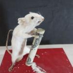 coke rat