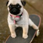 Pug skateboarding 