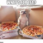 Pizza Dog | WHAT'S FOR TEA? | image tagged in pizza dog | made w/ Imgflip meme maker