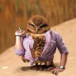 Sassy Owl