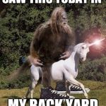 Sasquatch Unicorn | SAW THIS TODAY IN; MY BACK YARD | image tagged in sasquatch unicorn | made w/ Imgflip meme maker