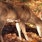 Im comming deer you