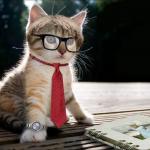 cat teacher