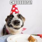 birthday dog | CHEEEEEEESE! | image tagged in birthday dog | made w/ Imgflip meme maker