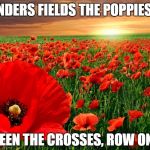 Poppy field | IN FLANDERS FIELDS THE POPPIES BLOW; BETWEEN THE CROSSES, ROW ON ROW | image tagged in poppy field | made w/ Imgflip meme maker