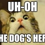 WOW CAT! 3 | UH-OH; THE DOG'S HERE | image tagged in wow cat 3 | made w/ Imgflip meme maker