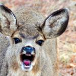 Angry Deer