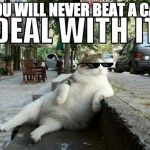 Deal with it cat | YOU WILL NEVER BEAT A CAT | image tagged in deal with it cat | made w/ Imgflip meme maker