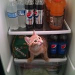 Fridge Kitty | HEY, YOU! WE'RE OUTTA COCA COLA, WE ONLY HAVE PEPSI! | image tagged in fridge kitty | made w/ Imgflip meme maker