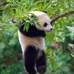 Hang On - Panda