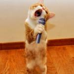 Singing cat meme