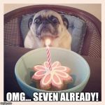 Surprised Dog | OMG... SEVEN ALREADY! | image tagged in surprised dog | made w/ Imgflip meme maker