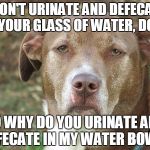 You know! The one downstairs that you keep locked in a huge closet? | I DON'T URINATE AND DEFECATE IN YOUR GLASS OF WATER, DO I? SO WHY DO YOU URINATE AND DEFECATE IN MY WATER BOWL? | image tagged in unamused dog,unamused dog is unamused,really,memes,funny,meme | made w/ Imgflip meme maker