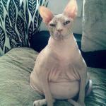 Fat Hairless Cat Sitting