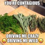 laid-back herbs | YOU’RE CONTAGIOUS; DRIVING ME CRAZY 😜 DRIVING ME WILD 😜 | image tagged in laid-back herbs | made w/ Imgflip meme maker