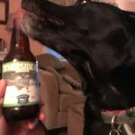 beer dog