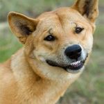 Dingo | THE DINGO; SKKRRRAAA | image tagged in dingo | made w/ Imgflip meme maker