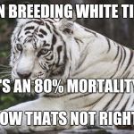 White Tiger | WHEN BREEDING WHITE TIGERS; THERE'S AN 80% MORTALITY RATE; NOW THATS NOT RIGHT! | image tagged in white tiger | made w/ Imgflip meme maker