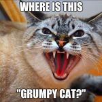 There is a new Grumpy Cat in town - and he is PISSED!! | WHERE IS THIS; "GRUMPY CAT?" | image tagged in pissed off cat,grumpy cat,cats,cat | made w/ Imgflip meme maker