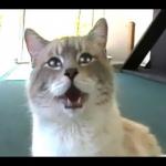 Gibson the talking kitty cat Meme Generator