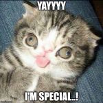Derp Cat | YAYYYY; I'M SPECIAL..! | image tagged in derp cat | made w/ Imgflip meme maker