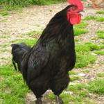 Black Cock