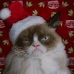 Grumpy Xmas Cat meme