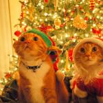 Christmas Cats hopeful meme