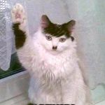 Hitler cat | ALL HAIL; CATNIP! | image tagged in hitler cat | made w/ Imgflip meme maker