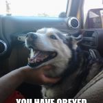 my dog loki | YES HUMAN; YOU HAVE OBEYED MY COMMAND TO PET ME | image tagged in my dog loki | made w/ Imgflip meme maker