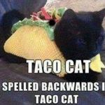 Taco Cat - taC ocaT | . | image tagged in taco cat - tac ocat | made w/ Imgflip meme maker