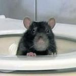 mouse in toilet