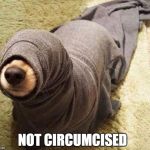 not circumcised  | NOT CIRCUMCISED | image tagged in not circumcised | made w/ Imgflip meme maker