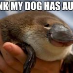 Platypus | I THINK MY DOG HAS AUTISM | image tagged in platypus | made w/ Imgflip meme maker